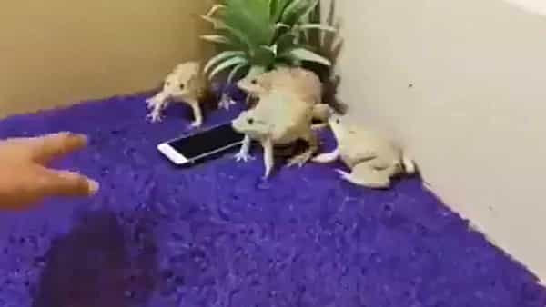 Viral Video: మొబైల్ ఫోన్లకు కాపలాగా కప్పలు.. మరీ ఇంత వైల్డ్గా ఉన్నాయేంటి.. షాకింగ్ వీడియో..