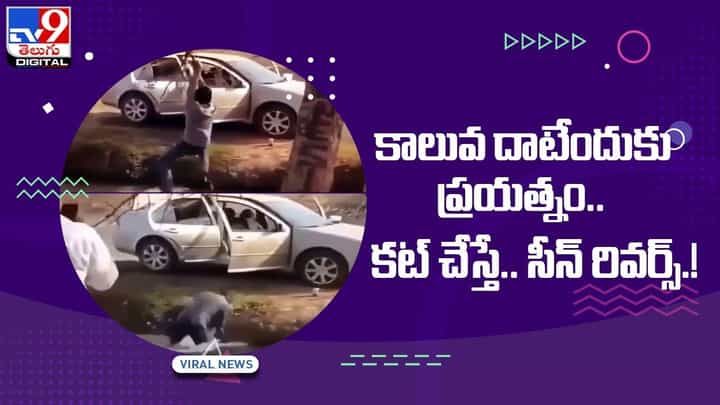 కాలువ దాటేందుకు ప్రయత్నం !! కట్ చేస్తే.. సీన్ రివర్స్ !! వీడియో కాలువ దాటేందుకు ప్రయత్నం !! కట్ చేస్తే.. సీన్ రివర్స్ !! వీడియో