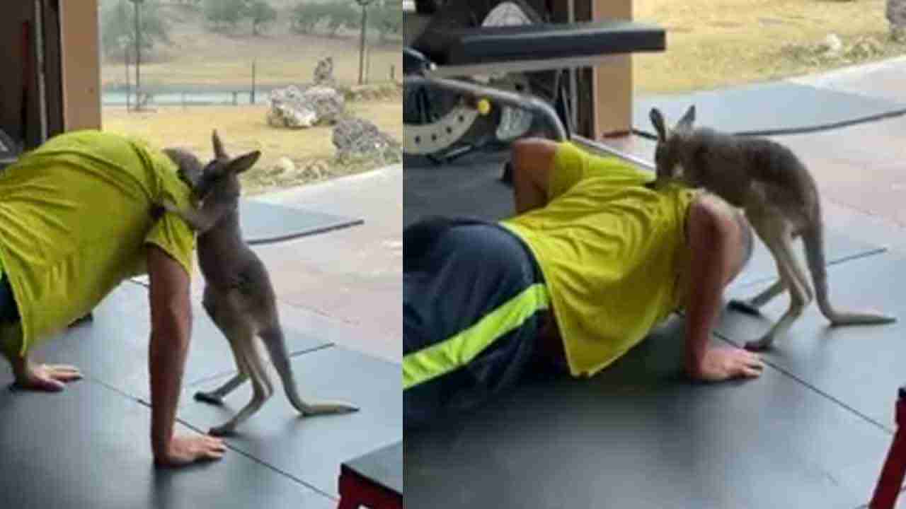 Australia Kangaroo: యజమానికి జిమ్ ట్రైనర్ గా మారిన కంగారు.. పుషప్స్ చేయిస్తున్న తీరుకు నెటిజన్లు ఫిదా..  