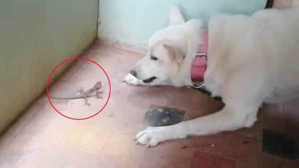 Viral Video: తగ్గేదే లే.. కుక్కను ఎదిరించిన తొండ.. వీడియో చూస్తే పక్కా షాకవుతారు