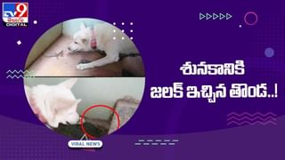 Viral Video: పిజ్జాకు నల్ల పిల్లి పిల్ల ఫిదా !! ఇవ్వమని రెండు కాళ్లతో దీనంగా వేడుకోలు !! వీడియో