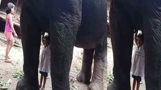 Python viral video: రోడ్డుకు అడ్డంగా భారీ పైథాన్‌.. హడలెత్తిపోయిన వాహనదారులు ఏంచేశారో చూడండి..(వీడియో)