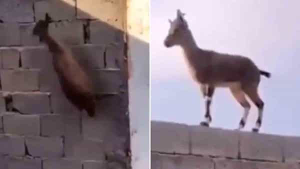 Viral Video: ఈ మేకకు ఏమైనా శక్తులున్నాయా..? వీడియో చూసి నోరెళ్లబెడుతున్న నెటిజనం..