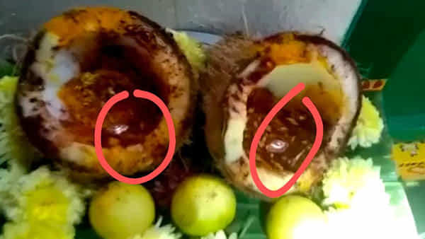 Miracle in Andhra Pradesh: కొబ్బరికాయలో అమ్మవారు.. కళ్లు తెరిచి చూసింది..!