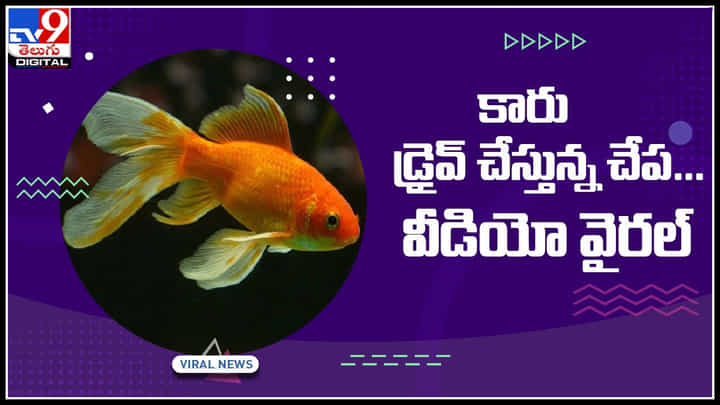 Gold Fish Driving Video: కారు డ్రైవ్ చేస్తున్న చేప... శాస్త్రవేత్తల ప్రయోగం ఫలించేనా..? వైరల్ అవుతున్న వీడియో.. Gold Fish Driving Video: కారు డ్రైవ్ చేస్తున్న చేప... శాస్త్రవేత్తల ప్రయోగం ఫలించేనా..? వైరల్ అవుతున్న వీడియో..