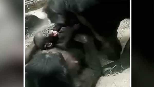 Monkey Love: కోతి పిల్ల మనవరాలిని ముద్దు చేస్తున్న బోనోబో అమ్మమ్మ.. వీటినుంచి ఎంతో నేర్చుకోవాలంటున్న నెటిజన్లు..