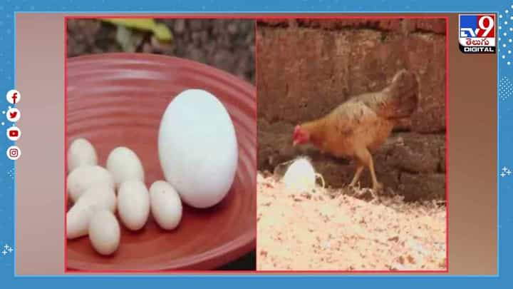 ద్రాక్షపండు సైజులో గుడ్లు !! సోషల్ మీడియా లో వైరల్ అవుతున్న కోడిపెట్ట !! వీడియో ద్రాక్షపండు సైజులో గుడ్లు !! సోషల్ మీడియా లో వైరల్ అవుతున్న కోడిపెట్ట !! వీడియో