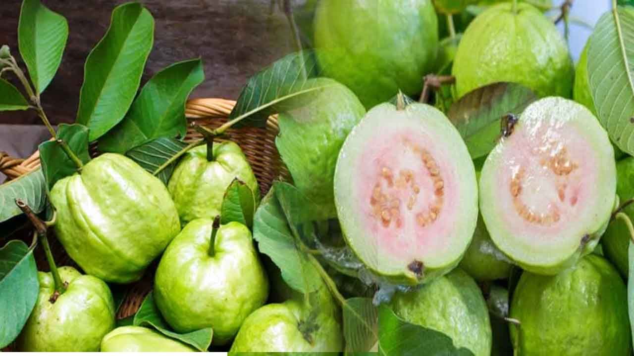 Guava Benefits: జామతో బోలెడు ప్రయోజనాలు.. అలాంటి వారికి అదిరిపోయే బెనిఫిట్స్‌..!