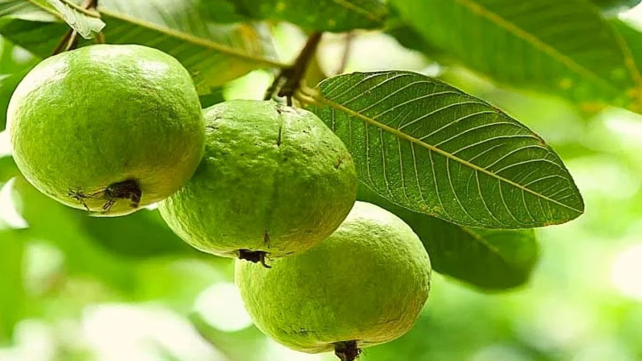 Guava Side Effects: వీరు జామపండ్లను అస్సలు తినకూడదు.. ఎందుకో తెలుసుకోండి!