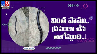 Viral Video: బరాత్‌లో నాగిని డ్యాన్స్‌.. స్ప్రింగ్‌లాంటి స్టెప్పులు చూసి షాకవుతోన్న నెటిజన్లు.. వైరల్ వీడియో