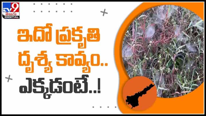Nature Beauty: ఇదో ప్రకృతి దృశ్య కావ్యం..ఎక్కడంటే..! అద్భుతం, అందమైన పొదరిళ్లను చూసి, స్థానికులు ఫిదా..(వీడియో) Nature Beauty: ఇదో ప్రకృతి దృశ్య కావ్యం..ఎక్కడంటే..! అద్భుతం, అందమైన పొదరిళ్లను చూసి, స్థానికులు ఫిదా..(వీడియో)