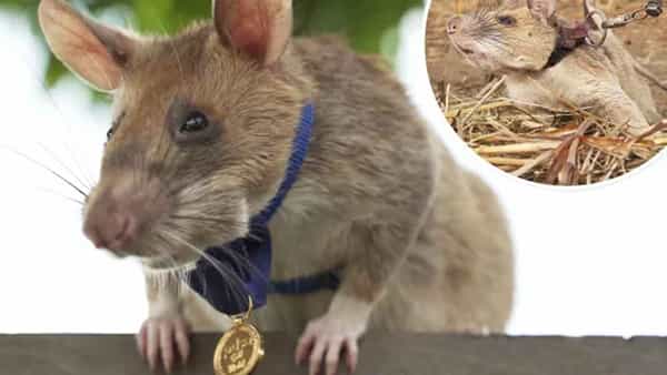 Hero Rat: 100కు పైగా ల్యాండ్మైన్స్ గుర్తించి.. ఎన్నో ప్రాణాలు నిలబెట్టిన ‘మగావా’ ఇకలేదు