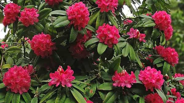 Coronavirus: హిమాలయాల్లో అపర సంజీవని.. కరోనాను కట్టడి చేసే మొక్కను గుర్తించిన శాస్త్రవేత్తలు!