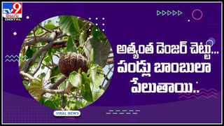 Russells Viper Snake: బాబోయ్‌.. ఏడడుగుల రక్తపింజర.. పైగా నిండు గర్భిణీ..! ఈ వీడియో చుస్తే షాక్ అవుతారు..