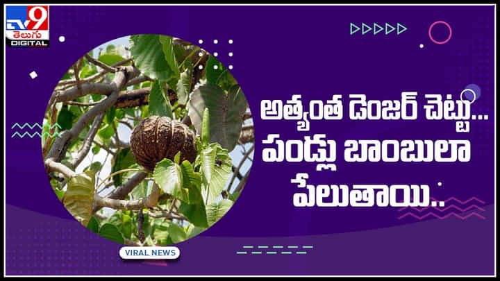 world most dangerous tree: ప్రపంచంలోనే అతి ప్రమాదకరమైన చెట్టు.. దీని పండు బాంబులా పేలుతోంది.వైరల్ అవుతున్న వీడియో world most dangerous tree: ప్రపంచంలోనే అతి ప్రమాదకరమైన చెట్టు.. దీని పండు బాంబులా పేలుతోంది.వైరల్ అవుతున్న వీడియో