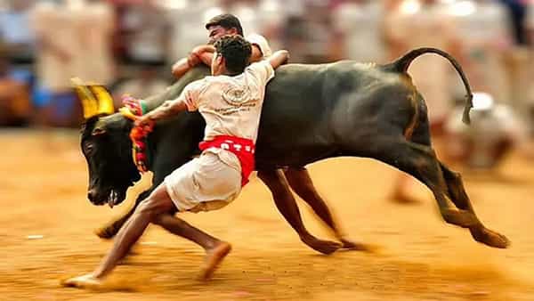 Jallikattu: జల్లికట్టుకు గ్రీన్ సిగ్నల్.. కానీ ఆ గీత దాటొద్దన్న తమిళనాడు సర్కార్..