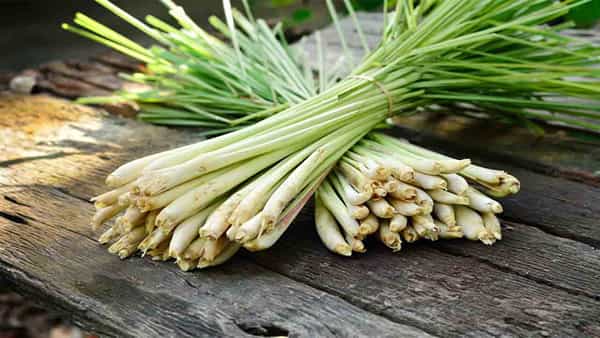 Lemongrass: తక్కువ పెట్టుబడితో ఎక్కువ బెనిఫిట్.. లెమన్ గ్రాస్ సాగుతో మంచి లాభాలు.. రూ.4 లక్షల సంపాదన..!
