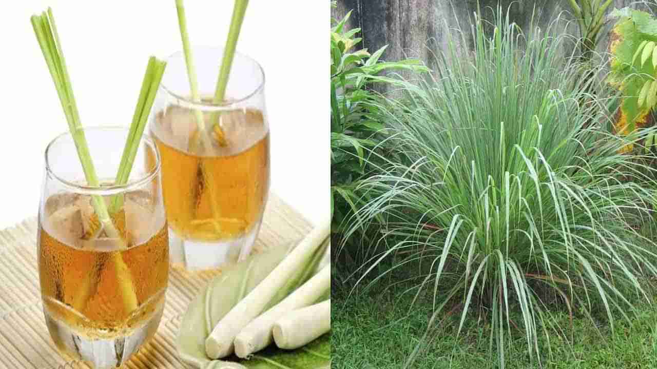 Lemongrass Tea: పనిలో తీవ్ర ఒత్తిడి, ఆందోళన అధికంగా ఉంటుందా.. అయితే ఈ వెరై‘టీ’ ట్రై చేయండి