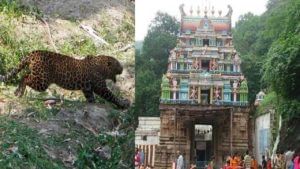 Leopard Attack: అహోబిలం ఆలయం వద్ద చిరుత దాడి.. త‌ృటిలో తప్పించుకున్న భక్తుడు