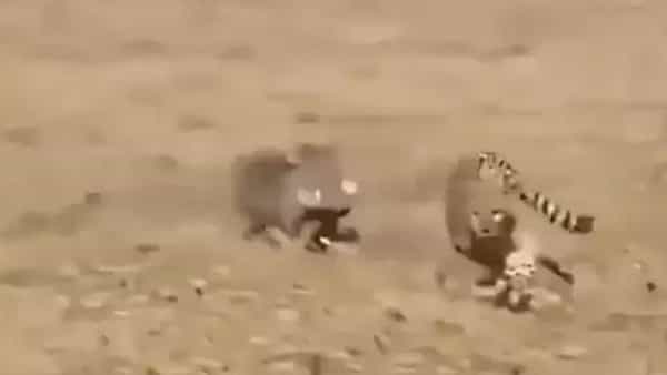 Viral Video: అడవిపంది దెబ్బ, చిరుతపులి అబ్బా.. పరుగో పరుగు.. షాకింగ్ వీడియో మీకోసం..