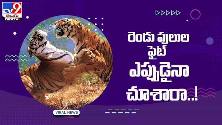 Viral Video: రెండు పులుల ఫైట్ ఎప్పుడైనా చూశారా !! వీడియో Viral Video: రెండు పులుల ఫైట్ ఎప్పుడైనా చూశారా !! వీడియో