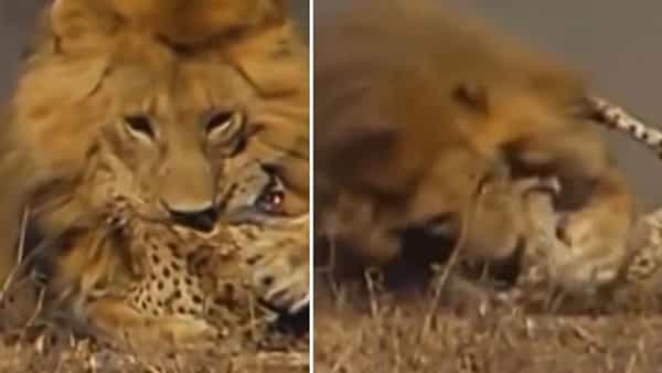Viral Video: చిరుత వెంటాడి వేటాడి మట్టుబెట్టిన సింహం.. వీడియో చూస్తే షాకవ్వడం ఖాయం..