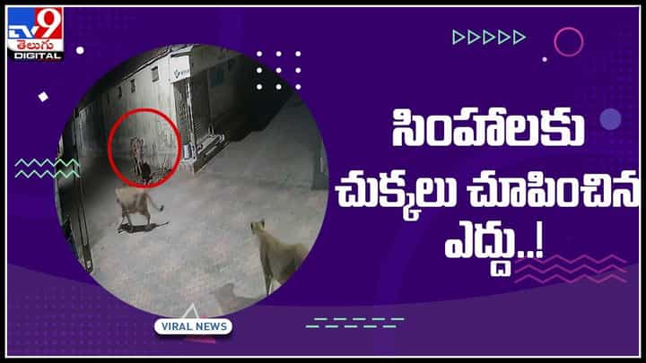 Lion Bull Fight Video: సింహాలకు చుక్కలు చూపించిన ఎద్దు..! తగ్గేదెలే అంటూ కామెంట్స్ చేస్తున్న నెటిజన్లు.. వీడియో వైరల్ Lion Bull Fight Video: సింహాలకు చుక్కలు చూపించిన ఎద్దు..! తగ్గేదెలే అంటూ కామెంట్స్ చేస్తున్న నెటిజన్లు.. వీడియో వైరల్