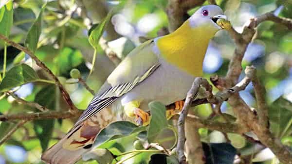 Maharastra: ఈ పక్షికి సిగ్గెక్కువ.. నేలపై వాలదు.. లుక్ చూస్తే పావురం..లక్షణాలు మాత్రం చిలకవే..