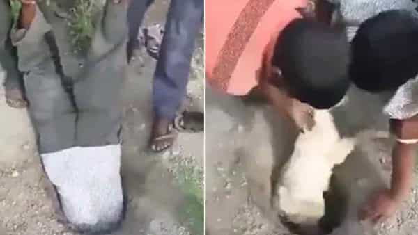 Viral Video: మేక కోసం ప్రాణాలకు తెగించి బోరు బావిలోకి దూరాడు.. ఆ తరువాత ఏం జరిగిందంటే..