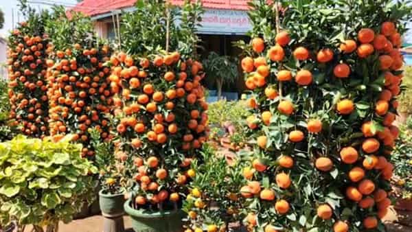 East Godavari: ఆశ్చర్యం.. ఒక్కో చెట్టుకు మూడొందల కమలా కాయలు..