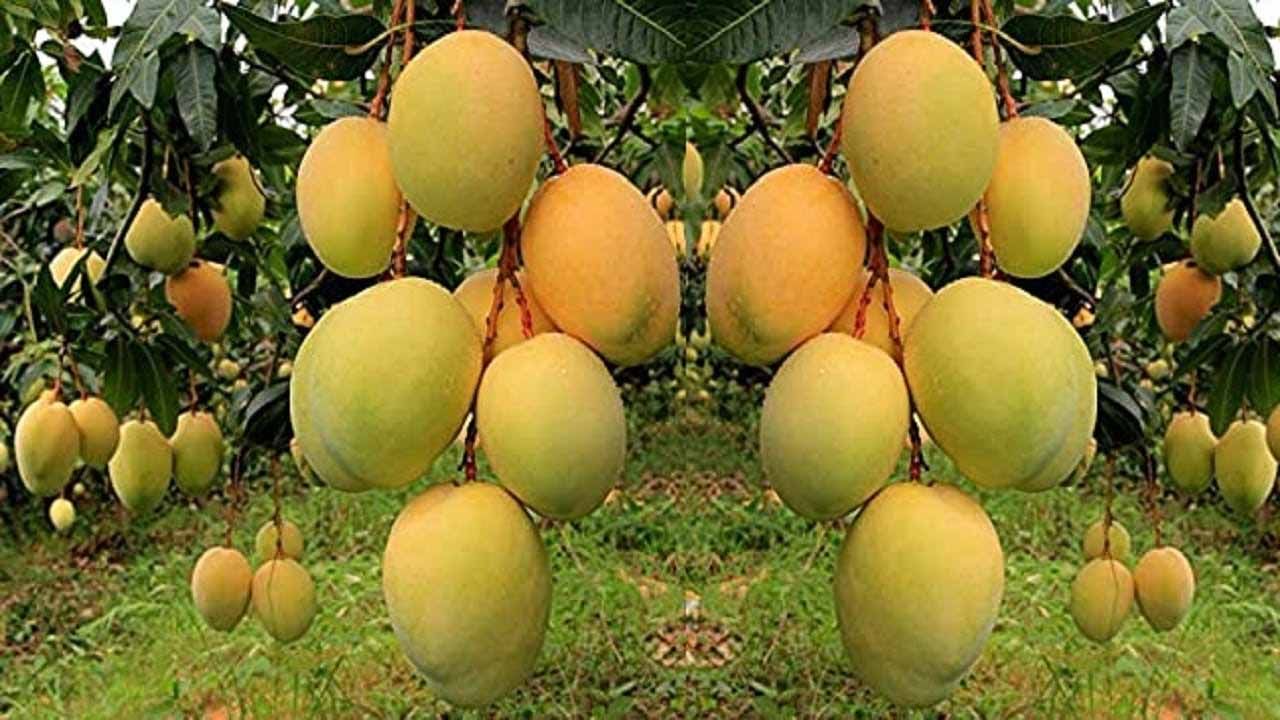 Mangoes: మామిడి రైతులకు గుడ్ న్యూస్.. కేంద్రం కీలక నిర్ణయం