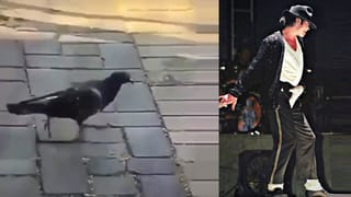 Viral Video: తగ్గేదే లే.. కుక్కను ఎదిరించిన తొండ.. వీడియో చూస్తే పక్కా షాకవుతారు