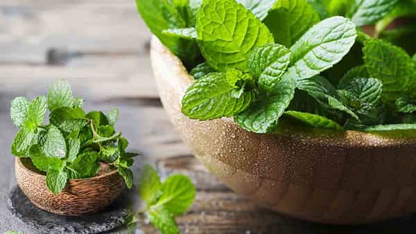 Mint Leaves: కడుపు ఉబ్బరం, వికారం వంటి సమస్యలున్నాయా.. పుదీనాను ఇలా వాడండి తగ్గిపోతుంది..