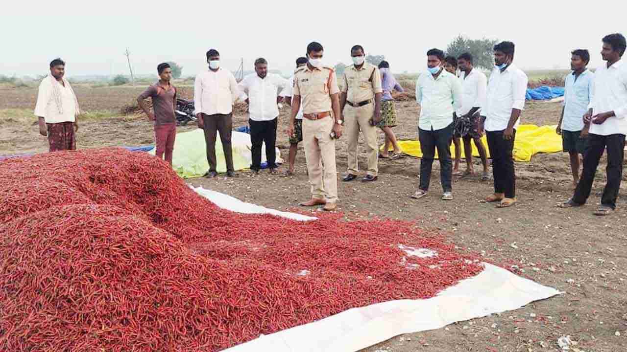 Mirchi Looty: కేటుగాళ్లు రైతులనూ వదలడం లేదు.. ఆరుగాలం పండించి పంటలను రాత్రికి రాత్రే ఎత్తుకెళ్లారు..