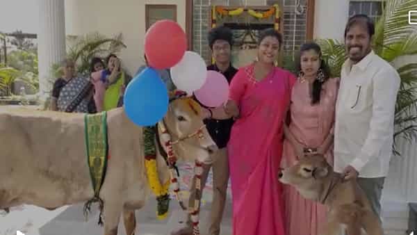 Makar Sankranti 2022: ఎమ్మెల్యే రోజా ఇంట ఘనం సంక్రాంతి సంబరాలు.. కనుమనాడు గోమాతకు పూజలు..