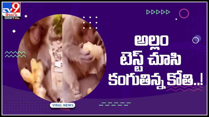 Monkey Viral Video: అల్లం నోట్లో పెట్టుకొని కెవ్వుమన్న కోతి మామ..! సోషల్ మీడియాలో చక్కర్లు కొడుతున్న ఫన్నీ వీడియో.. Monkey Viral Video: అల్లం నోట్లో పెట్టుకొని కెవ్వుమన్న కోతి మామ..! సోషల్ మీడియాలో చక్కర్లు కొడుతున్న ఫన్నీ వీడియో..