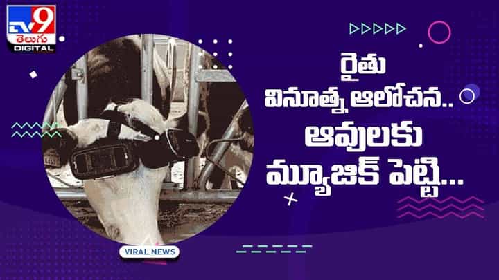 Viral Video: రైతు వినూత్న ఆలోచన !! ఆవులకు మ్యూజిక్ పెట్టి ?? వీడియో Viral Video: రైతు వినూత్న ఆలోచన !! ఆవులకు మ్యూజిక్ పెట్టి ?? వీడియో