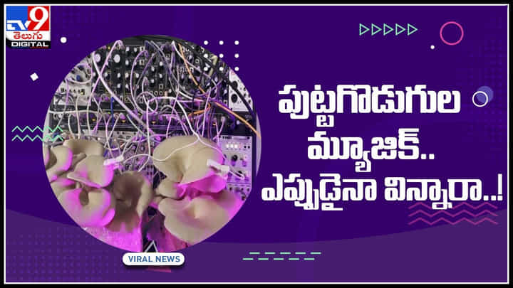 Mushrooms Music video: పుట్టగొడుగుల నుంచి మ్యూజిక్.. ఎప్పుడైనా విన్నారా..? అది ఎలా ఉందో వినండి..(వీడియో) Mushrooms Music video: పుట్టగొడుగుల నుంచి మ్యూజిక్.. ఎప్పుడైనా విన్నారా..? అది ఎలా ఉందో వినండి..(వీడియో)
