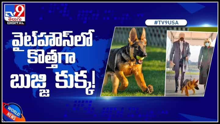 dog in white house: వైట్హౌస్లో కొత్తగా బుజ్జి కుక్క!.. పెంపుడు కుక్క ‘‘కమాండర్’’.. స్వాగతం పలికిన జో బైడెన్..(వీడియో) dog in white house: వైట్హౌస్లో కొత్తగా బుజ్జి కుక్క!.. పెంపుడు కుక్క ‘‘కమాండర్’’.. స్వాగతం పలికిన జో బైడెన్..(వీడియో)