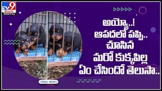 Pink Walking Fish : చేతులతో నడిచే అరుదైన గులాబీ చేప..! వైరల్ అవుతున్న వీడియో