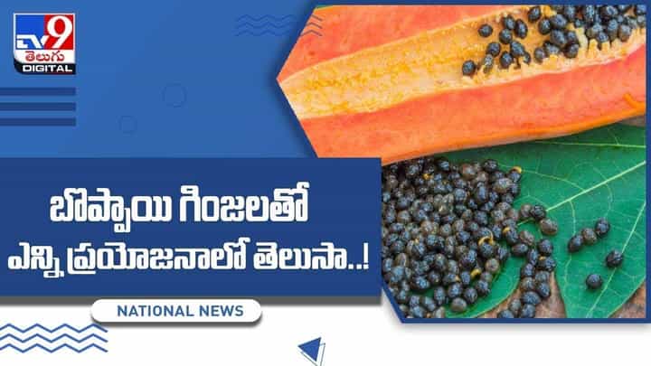 Papaya Seed benefits: బొప్పాయి గింజలతో కలిగే ప్రయోజనాలు ఏంటో తెలుసా ?? వీడియో Papaya Seed benefits: బొప్పాయి గింజలతో కలిగే ప్రయోజనాలు ఏంటో తెలుసా ?? వీడియో