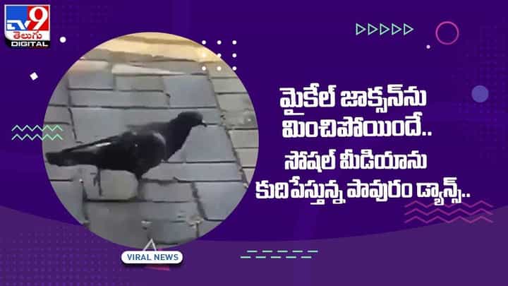 మైకేల్ జాక్సన్ను మించి పావురం డాన్స్ !! సోషల్ మీడియాలో ఓరేంజ్లో వైరల్ అవుతున్న వీడియో మైకేల్ జాక్సన్ను మించి పావురం డాన్స్ !! సోషల్ మీడియాలో ఓరేంజ్లో వైరల్ అవుతున్న వీడియో