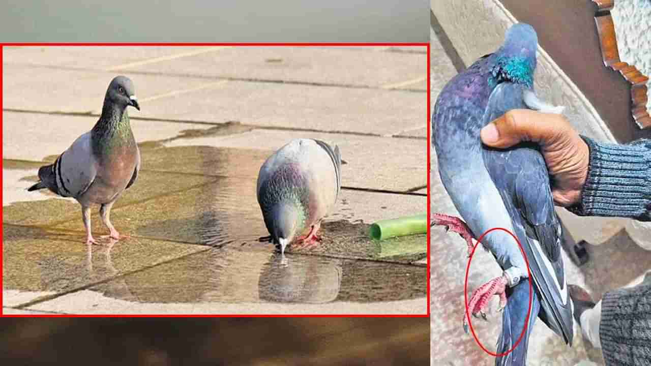 Chinese Pigeon: ఒడిశాలో చైనా గూఢాచారి పావురాలు.. వాటి కాలికి పచ్చ కట్లు.. అవేంటో..