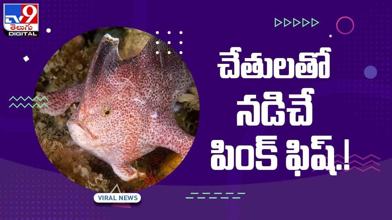 Pink Walking Fish : చేతులతో నడిచే అరుదైన గులాబీ చేప !! వీడియో