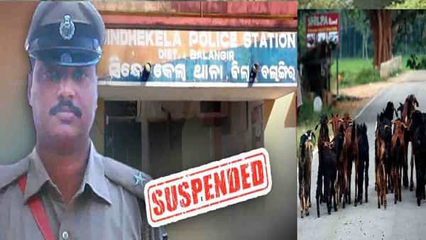 Police Thieves: మందులోకి ముక్క లేదని, మేకలను దొంగించిన పోలీసులు.. ఎలా బయటకు వచ్చిందంటే?