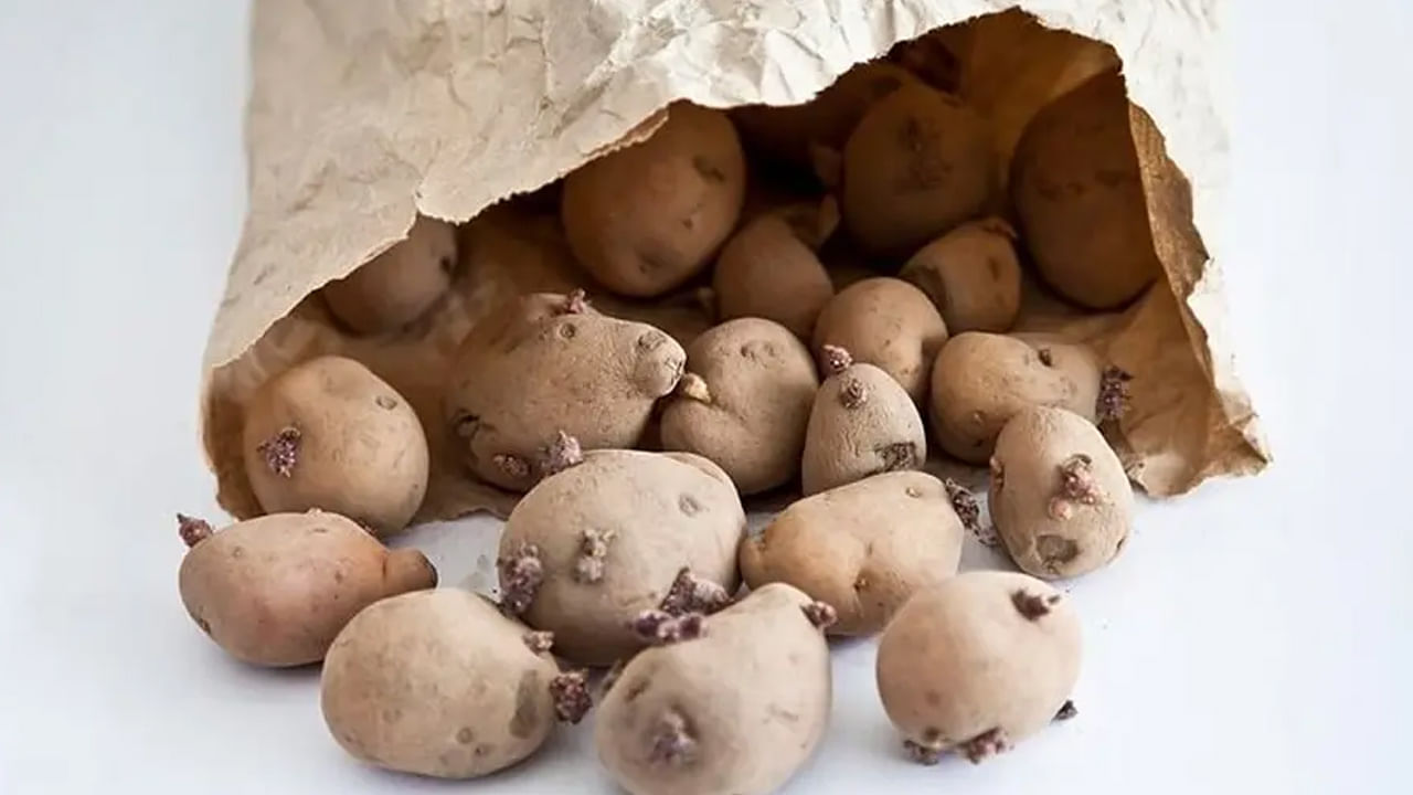 Potatoes Side Effects: మొలకెత్తిన బంగాళదుంపలను తింటున్నారా.? అయితే ఇవి కచ్చితంగా తెలుసుకోండి.!