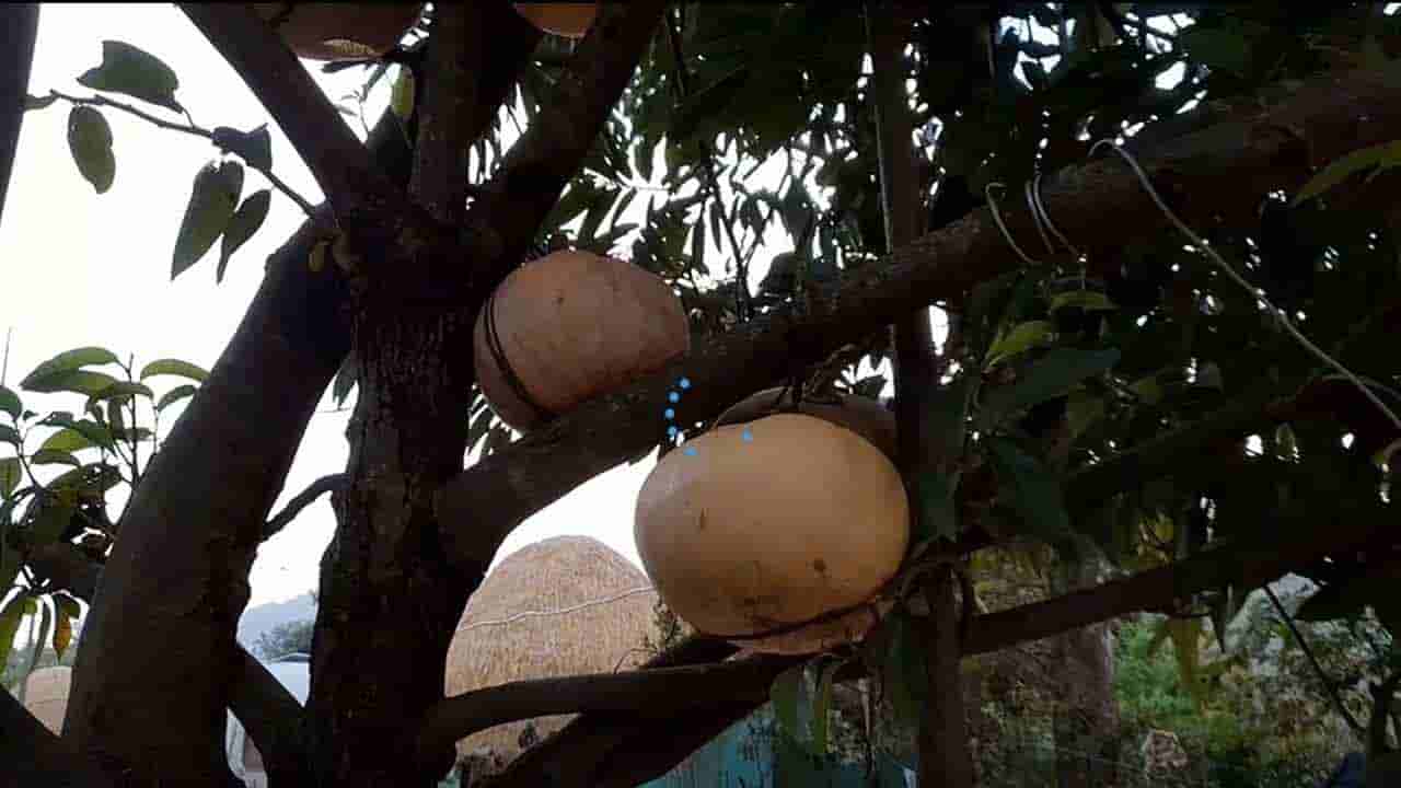 Vizag: ఆ ప్రాంతంలో మామిడి, జామచెట్లకు గుమ్మడికాయలు.. ఈ విచిత్రం వెనుక సీక్రెట్ ఇదే..