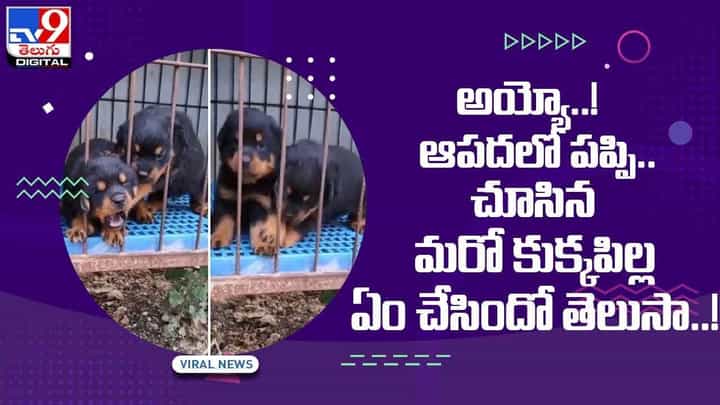Viral Video: ఆపదలో పప్పి !! చూసిన మరో కుక్కపిల్ల ఏం చేసిందో తెలుసా ?? వీడియో Viral Video: ఆపదలో పప్పి !! చూసిన మరో కుక్కపిల్ల ఏం చేసిందో తెలుసా ?? వీడియో