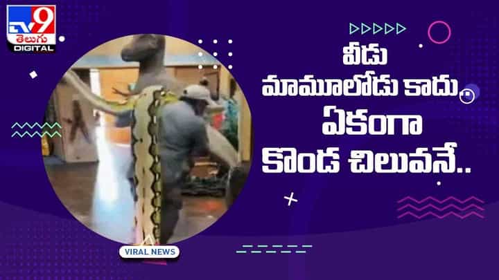 Viral Video: వీడు మామూలోడు కాదు.. ఏకంగా కొండ చిలువనే !! వీడియో Viral Video: వీడు మామూలోడు కాదు.. ఏకంగా కొండ చిలువనే !! వీడియో
