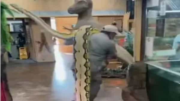 Viral Video: ఈయన మామూలోడు కాదు.. ఏకంగా కొండ చిలువనే..! నెట్టింట్లో వైరలవుతోన్న వీడియో